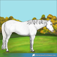 Horse Color:Silver Brown Dun Varnish 
