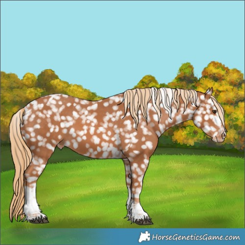 Horse Color:Chestnut Tobiano Appaloosa 