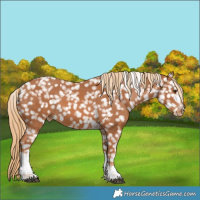 Horse Color:Chestnut Tobiano Appaloosa