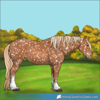 Horse Color:Chestnut Tobiano Appaloosa 