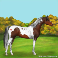 Horse Color:Brown Tobiano 