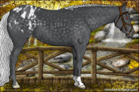Horse Color:Silver Black Chinchilla Appaloosa 