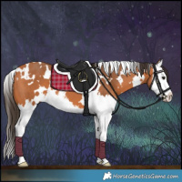 Horse Color:White Spotted Bay Splash 
