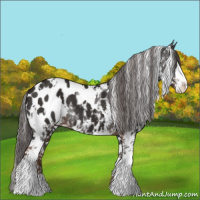 Horse Color:White Spotted Liver Chestnut Sabino Appaloosa 