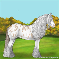 Horse Color:White Spotted Red Dun Appaloosa 