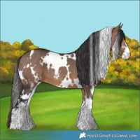 Horse Color:White Spotted Bay Dun Sabino 