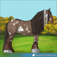 Horse Color:White Spotted Liver Red Dun 