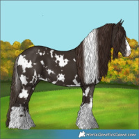 Horse Color:White Spotted Liver Chestnut Sabino 