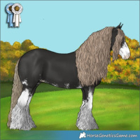 Horse Color:Liver Chestnut Sabino 