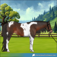 Horse Color:Liver Chestnut Tobiano 