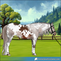 Horse Color:White Spotted Liver Chestnut 