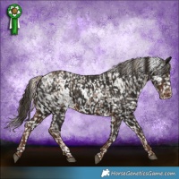 Horse Color:White Spotted Chocolate Palomino Snowflake Varnish  and White Spotted Liver Chestnut Snowflake Varnish 