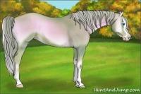 Horse Color:Watercolor Gold Champagne Onyx Sabino Splash Rabicano 