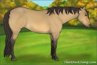 Horse Color:Buckskin Dun 