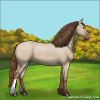 Horse Color:Red Dun 
