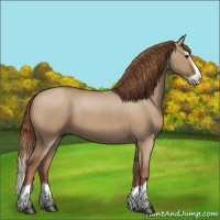 Horse Color:Red Dun Splash 