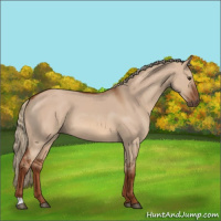 Horse Color:Red Dun 
