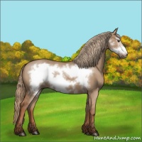 Horse Color:Red Dun Frame 