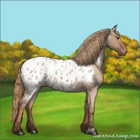 Horse Color:Red Dun Roan Appaloosa