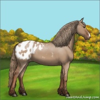 Horse Color:Red Dun Appaloosa 