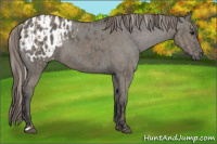 Horse Color:Silver Grullo and Grullo Appaloosa