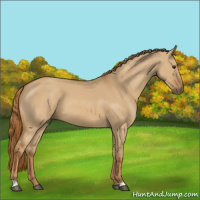 Horse Color:Red Dun 