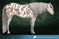 Horse Color:Bay Ice Appaloosa