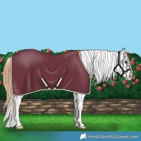 Horse Color:Buckskin Appaloosa