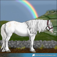 Horse Color:Silver Buckskin Roan Dun Splash Appaloosa