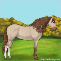 Horse Color:Red Dun Rabicano 