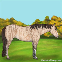 Horse Color:Bay Dun  and Amber Champagne Dun 