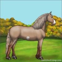 Horse Color:Red Dun Frame 
