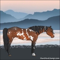 Horse Color:White Spotted Brown Appaloosa Rabicano 