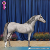 Horse Color:Liver Chestnut Appaloosa 