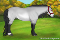 Horse Color:Bay Chinchilla