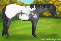 Horse Color:Blue Roan Appaloosa 