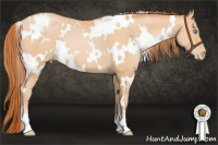 Horse Color:White Spotted Buckskin Pearl 
