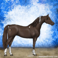 Horse Color:Liver Chestnut  and Liver Chestnut Tobiano 