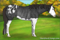 Horse Color:Liver Chestnut Splash Appaloosa Rabicano