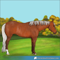 Horse Color:Silver Bay Rabicano 