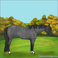 Horse Color:Blue Roan 