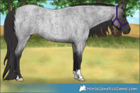 Horse Color:Smoky Blue Roan Rabicano 