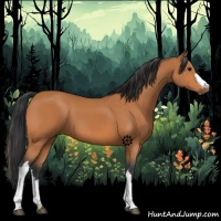 Horse Color:Bay 