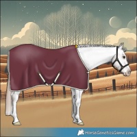 Horse Color:Liver Red Dun Appaloosa Rabicano 