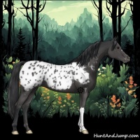 Horse Color:Black Appaloosa