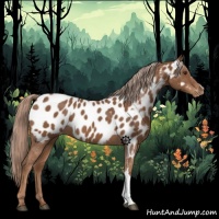 Horse Color:Chestnut Appaloosa