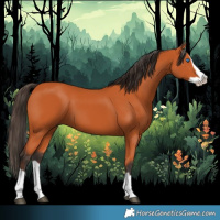 Horse Color:Bay Splash 
