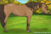 Horse Color:Buckskin Roan 