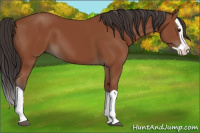 Horse Color:Bay Splash 