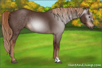 Horse Color:Gray Chestnut 